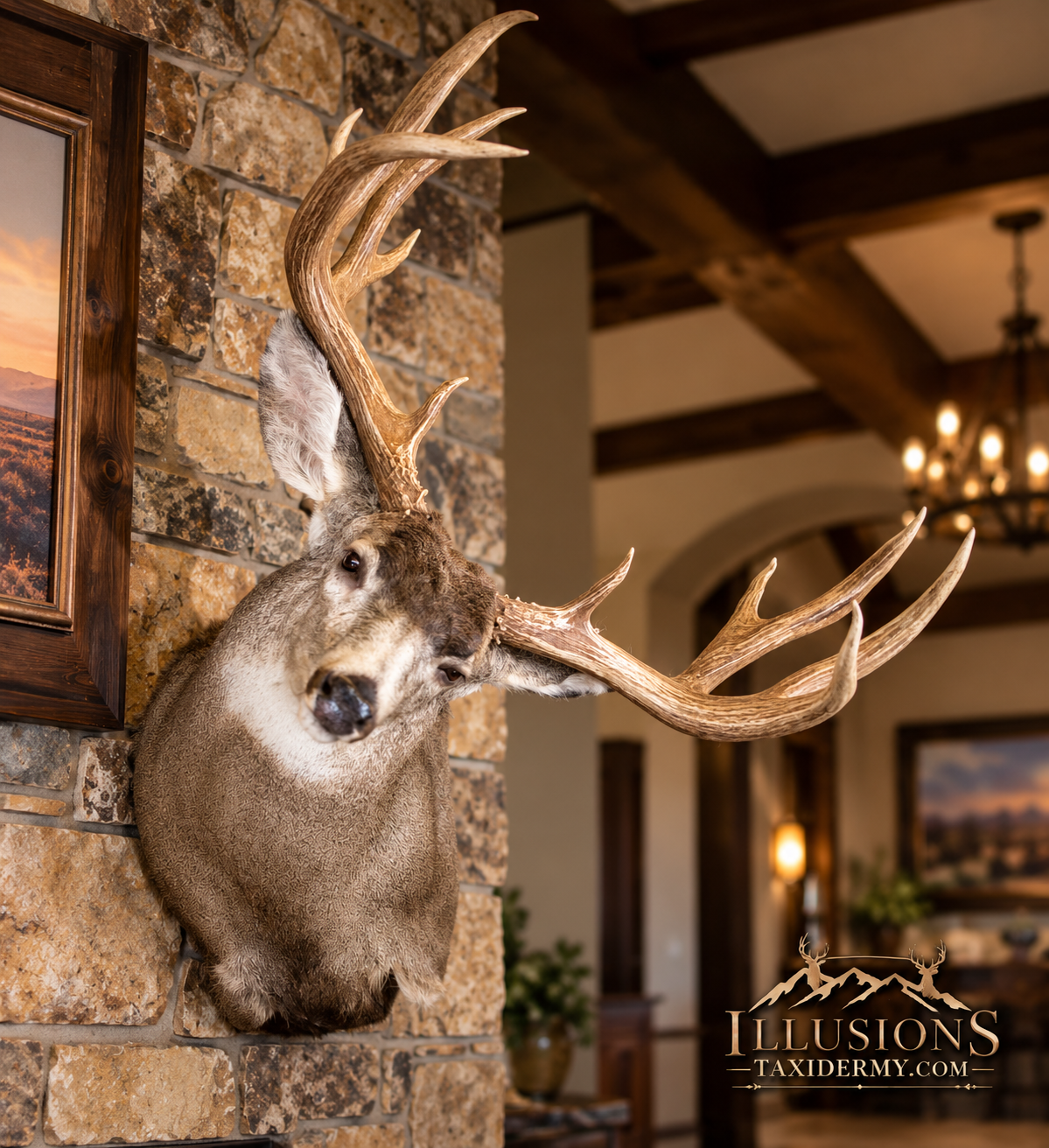 Mounted Mule deer head with large antlers on a stone wall in a rustic interior by Illusions Taxidermy.