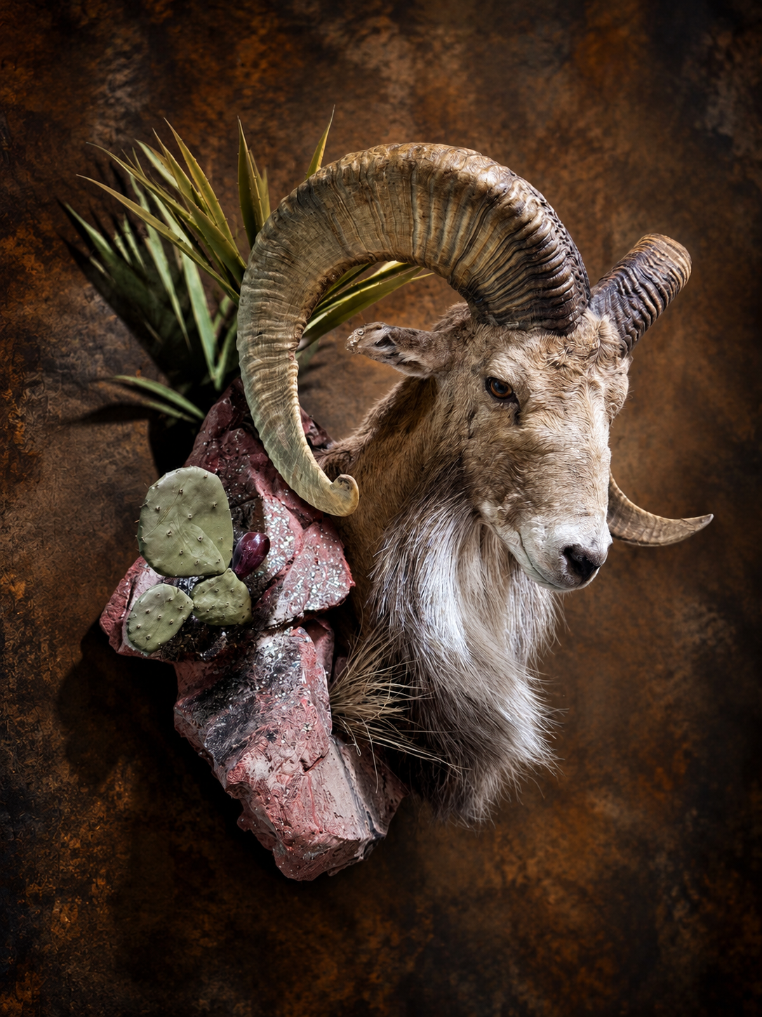 Transcaspian Urial mount by Illusions Taxidermy in Midland Odessa Texas