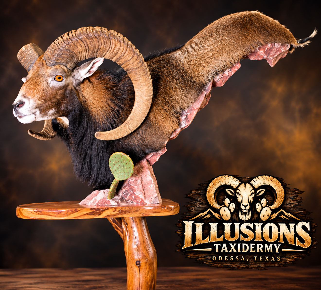 A taxidermy display of a mountain goat with large curled horns on a wooden stand, with a small cactus plant at the base. The background is dark brown. There's a logo in the bottom right corner with a mountain goat head, the text 'ILLUSIONS TAXIDERMY', and 'ODESSA, TEXAS'.