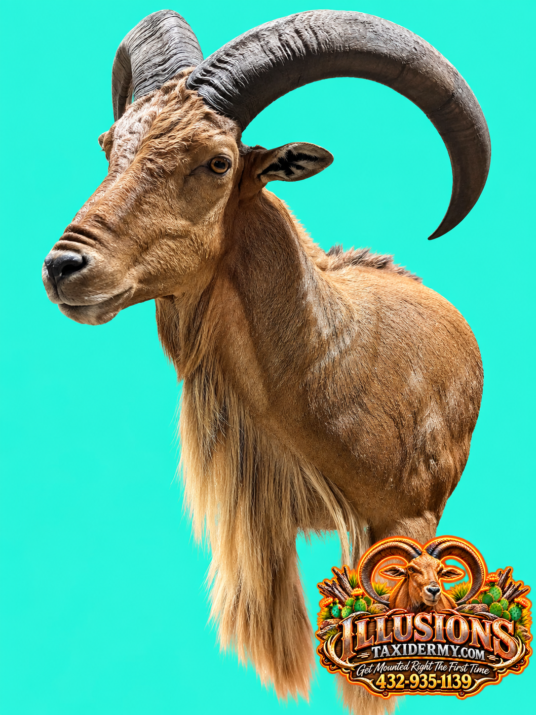 Side-profile Aoudad ram (Barbary sheep) shoulder mount by Illusions Taxidermy in Odessa, Texas. Features a large sweeping curved horn, realistic facial details, natural brown hair, and a long flowing beard. Displayed against a turquoise background wi