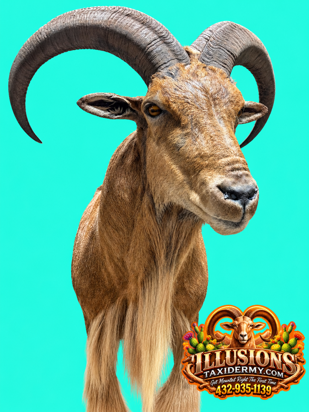 Aoudad ram (Barbary sheep) shoulder mount by Illusions Taxidermy in Odessa, Texas. Three-quarter side view highlighting massive curved horns, detailed facial features, realistic eyes, and natural brown hair coloration. Displayed against a turquoise b