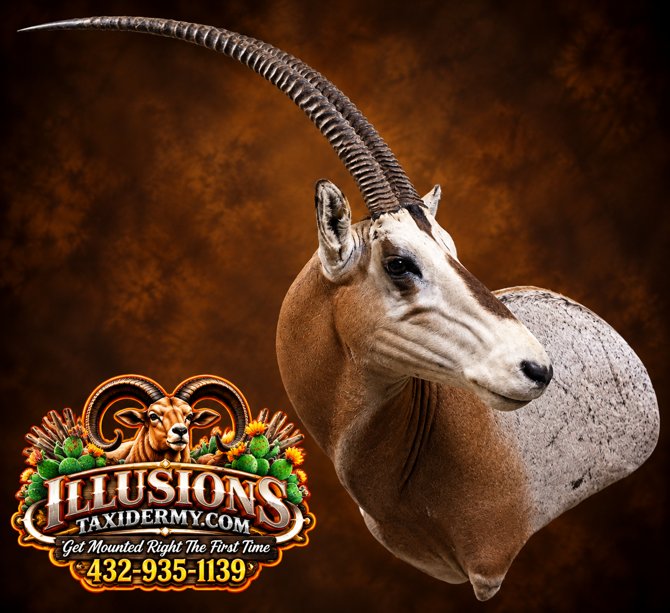 A desert animal scene featuring a oryx with long, curved horns against a brown textured background. In the lower left corner, there is a colorful logo with a ram's head, cacti, and flowers promoting 'ILLUSIONS TAXIDERMY.COM' along with a phone number