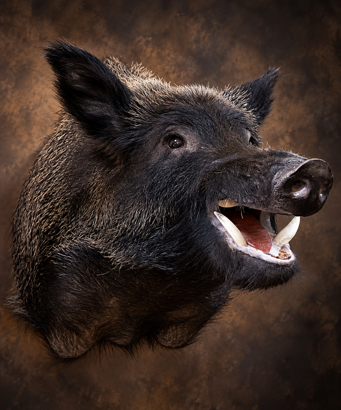 Boar-Hog-Pig shoulder mount done by Illusions Taxidermy.