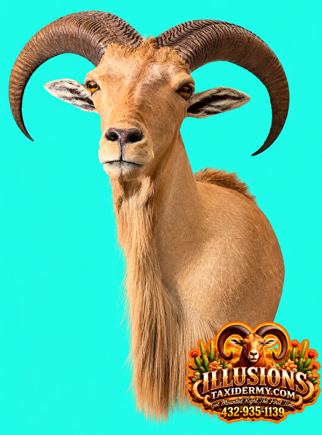 Three-quarter view of an Aoudad ram (Barbary sheep) shoulder mount by Illusions Taxidermy in Odessa, Texas. Features naturally curved horns, alert ears, lifelike facial expression, tan hair coloration, and a long beard. Photographed against a turquoi