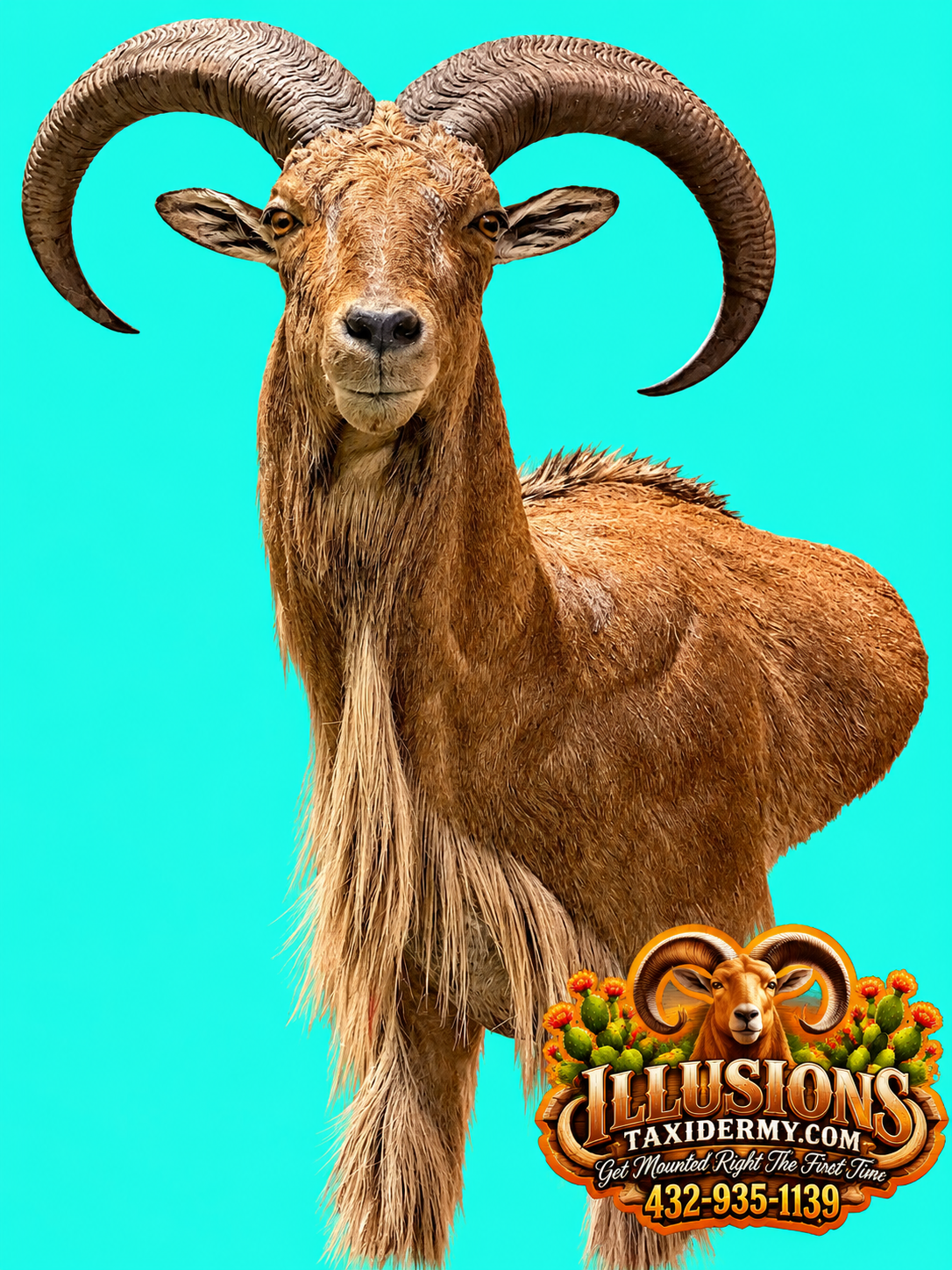 Aoudad ram (Barbary sheep) shoulder mount by Illusions Taxidermy in Odessa, Texas. Three-quarter view showing large curved horns, realistic facial features, detailed shoulder anatomy, and a long natural beard against a turquoise background. Midland T