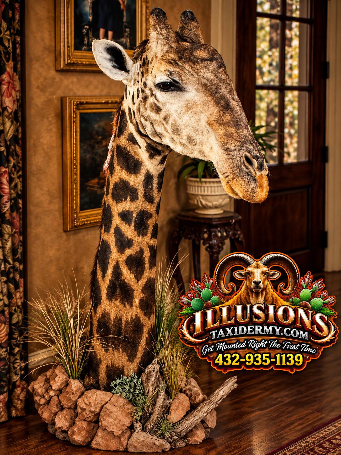 Taxidermy giraffe head mounted on a stand, with a decorative habitat of rocks and plants at its base, inside a room with framed artwork and a window in the background. Advertisement for Illusions Taxidermy with contact information.