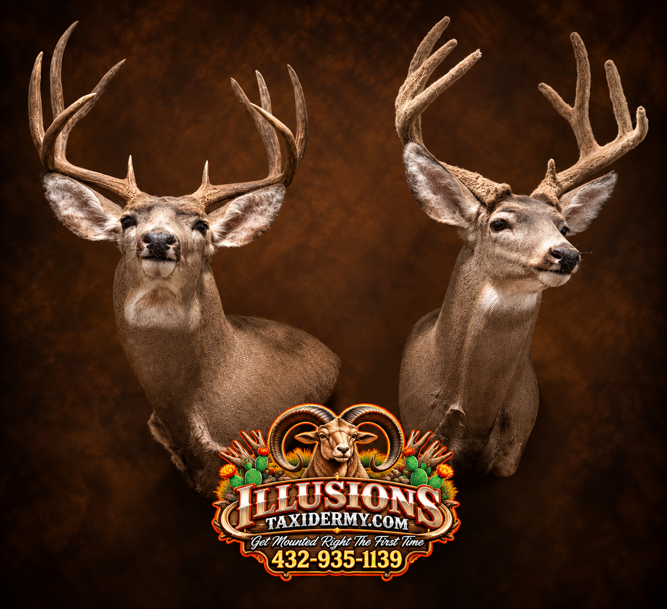 Two mounted taxidermy Mule deer heads with large antlers, set against a dark brown background, featuring a logo for Illusions Taxidermy with a ram's head and call number.