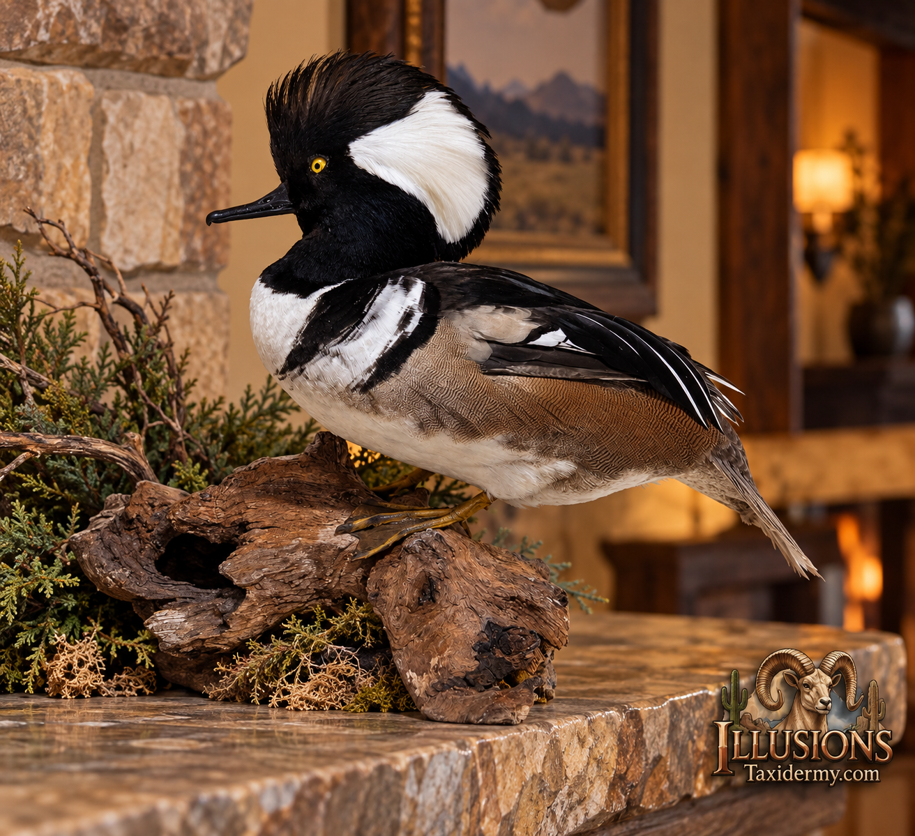 Taxidermy display of a male Hooded Merganzer duck with black and white plumage, perched on a piece of driftwood with greenery in the background by Illusions Taxidermy.