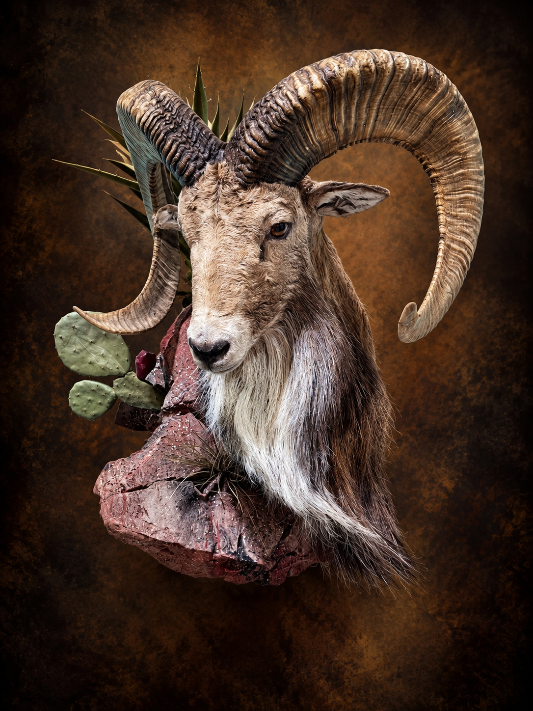 Transcaspian Urial mount by Illusions Taxidermy in Midland Odessa Texas