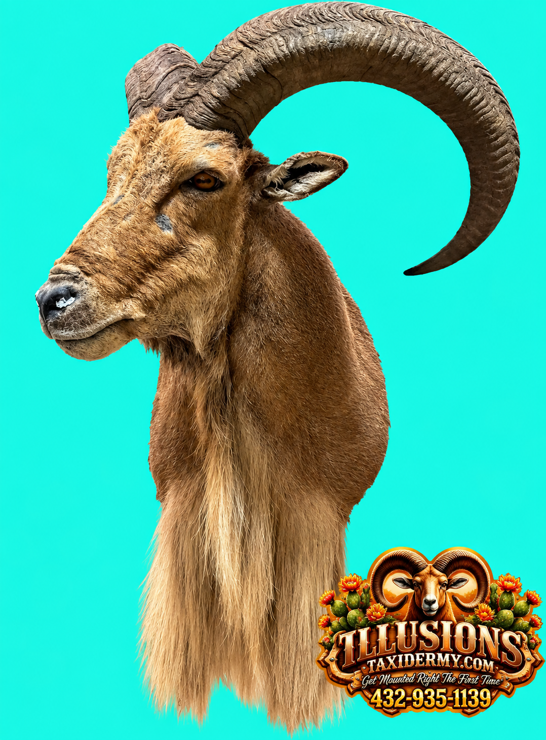  Side profile of an Aoudad ram (Barbary sheep) shoulder mount by Illusions Taxidermy in Odessa, Texas. Features a massive curved horn, realistic facial anatomy, natural hair coloration, and a long flowing beard. Displayed against a turquoise backgrou