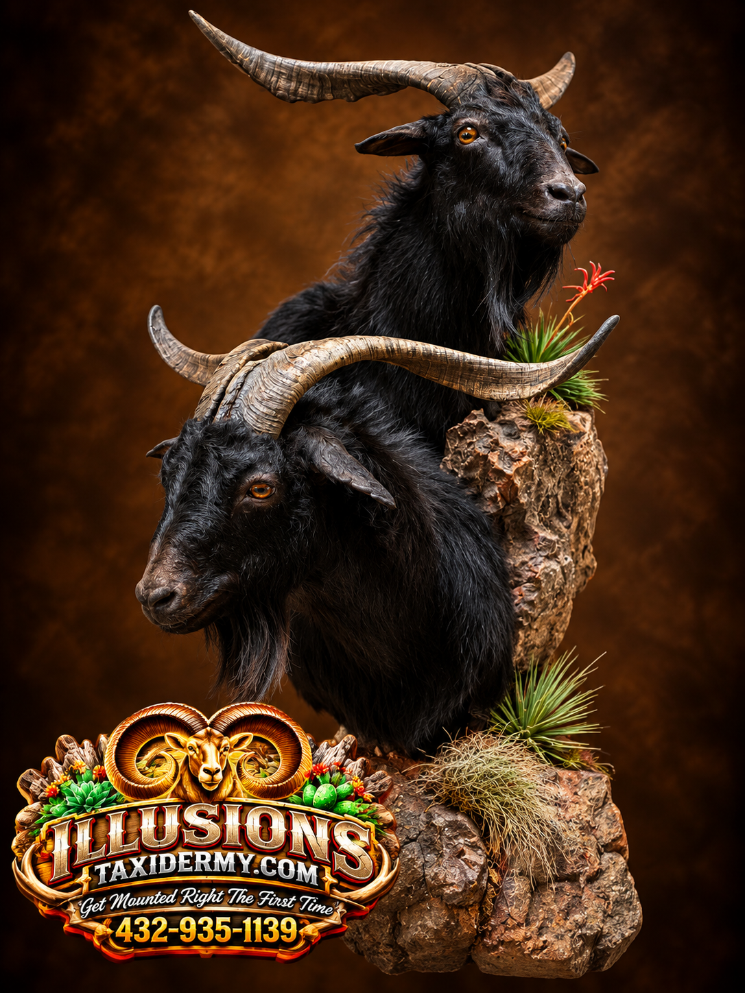 Two black goats with large, curved horns perched on rocky platforms with desert plants, against a brown background, featuring a colorful logo for Illusions Taxidermy.
