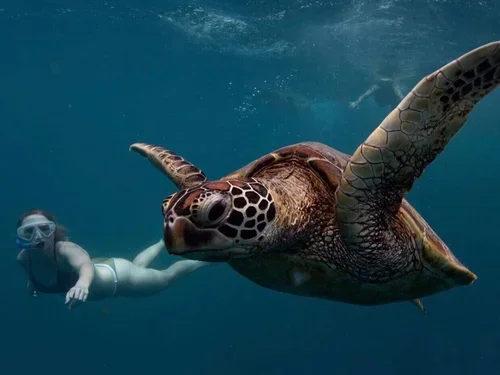 A person snorkeling underwater next to a sea turtle.