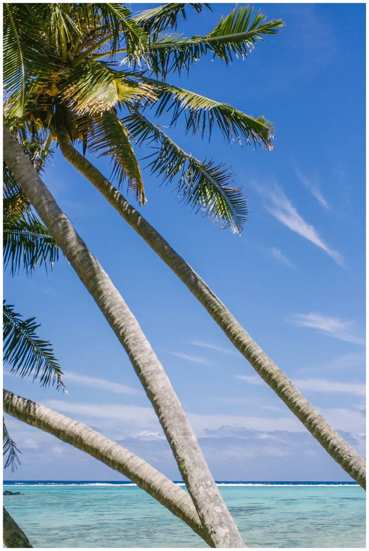 Several palm trees leaning towards a clear blue ocean with a bright sky and wispy clouds.