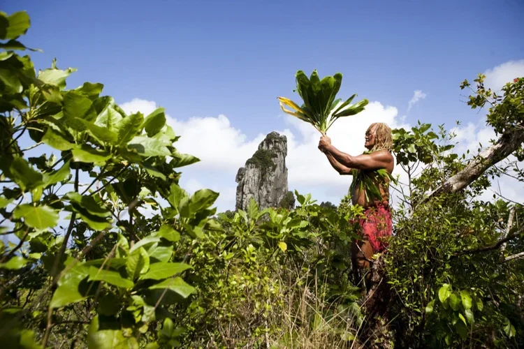 A person with dreadlocks harvesting large green leaves in a lush, tropical landscape with a prominent rock formation in the background.