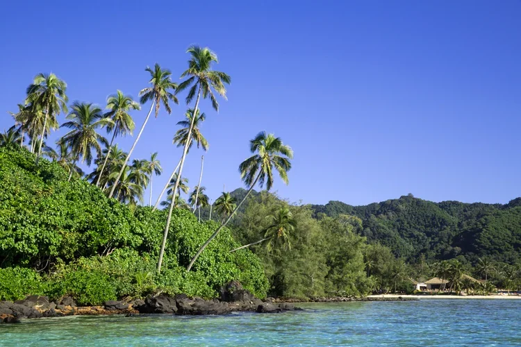 Tropical beach with clear blue water, tall palm trees, and lush green foliage under a bright blue sky.