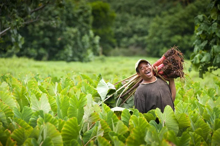 A smiling man carrying a bundle of freshly harvested roots in a lush green field of large leafy plants.