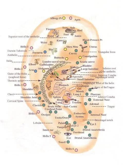 Auriculotherapy: How the Ear Can Support Whole-Body Health