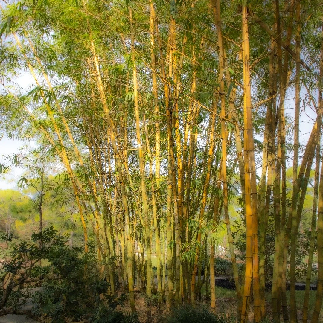 Haven't posted in a while; forgot this account existed. Taken at Morikami gardens