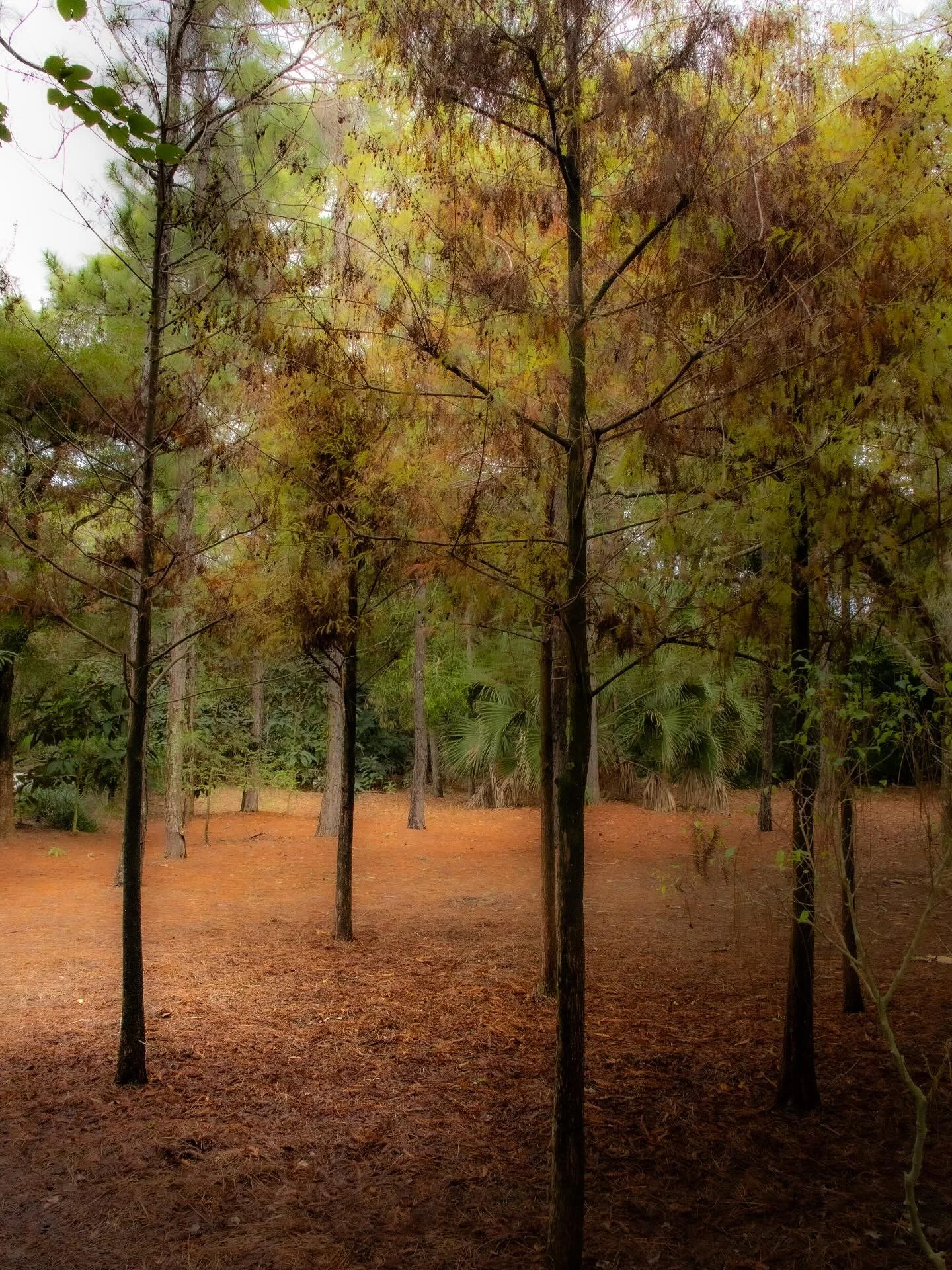 Morikami Gardens - 03/2025