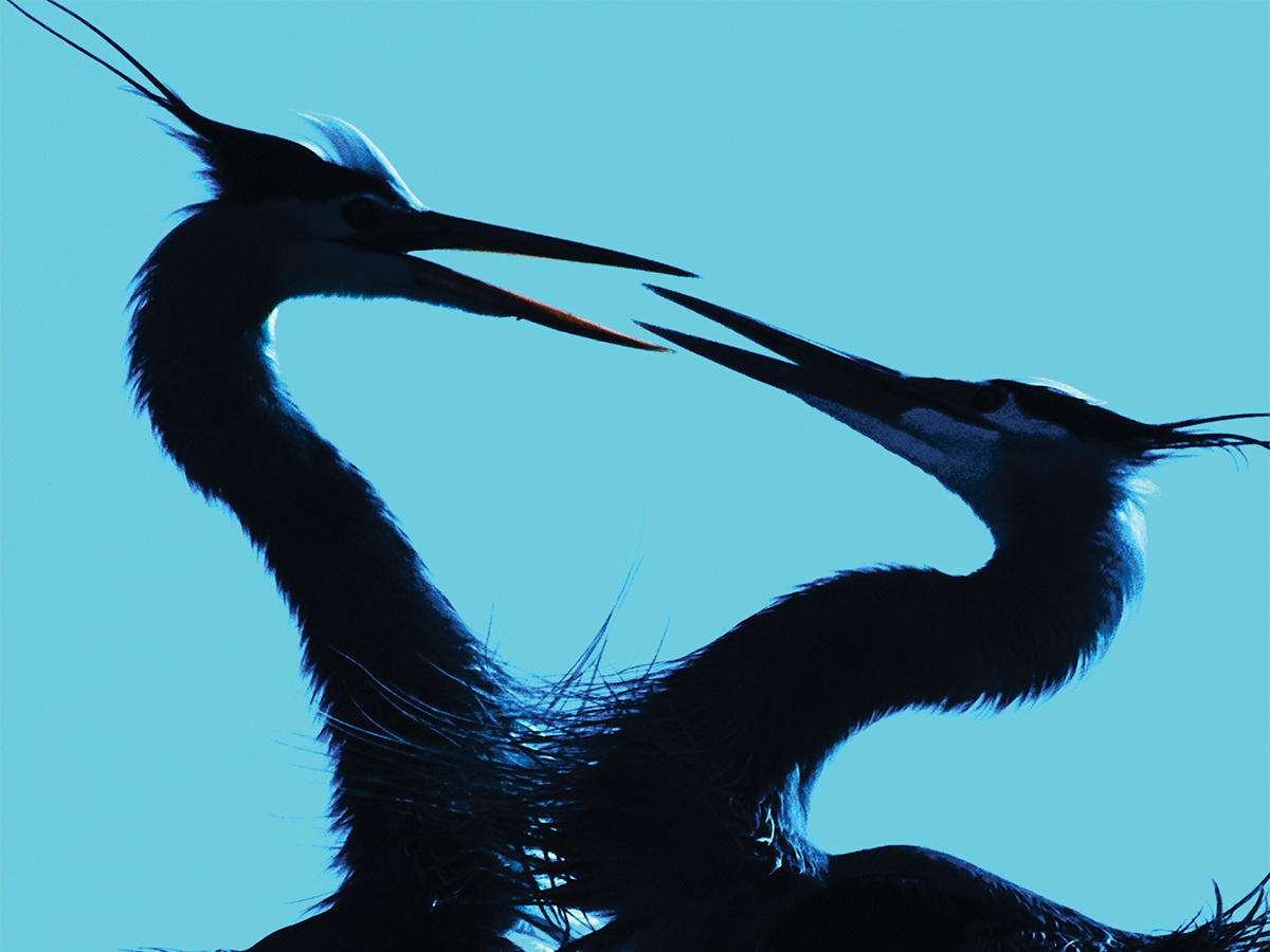 Mystical Valley Parkway