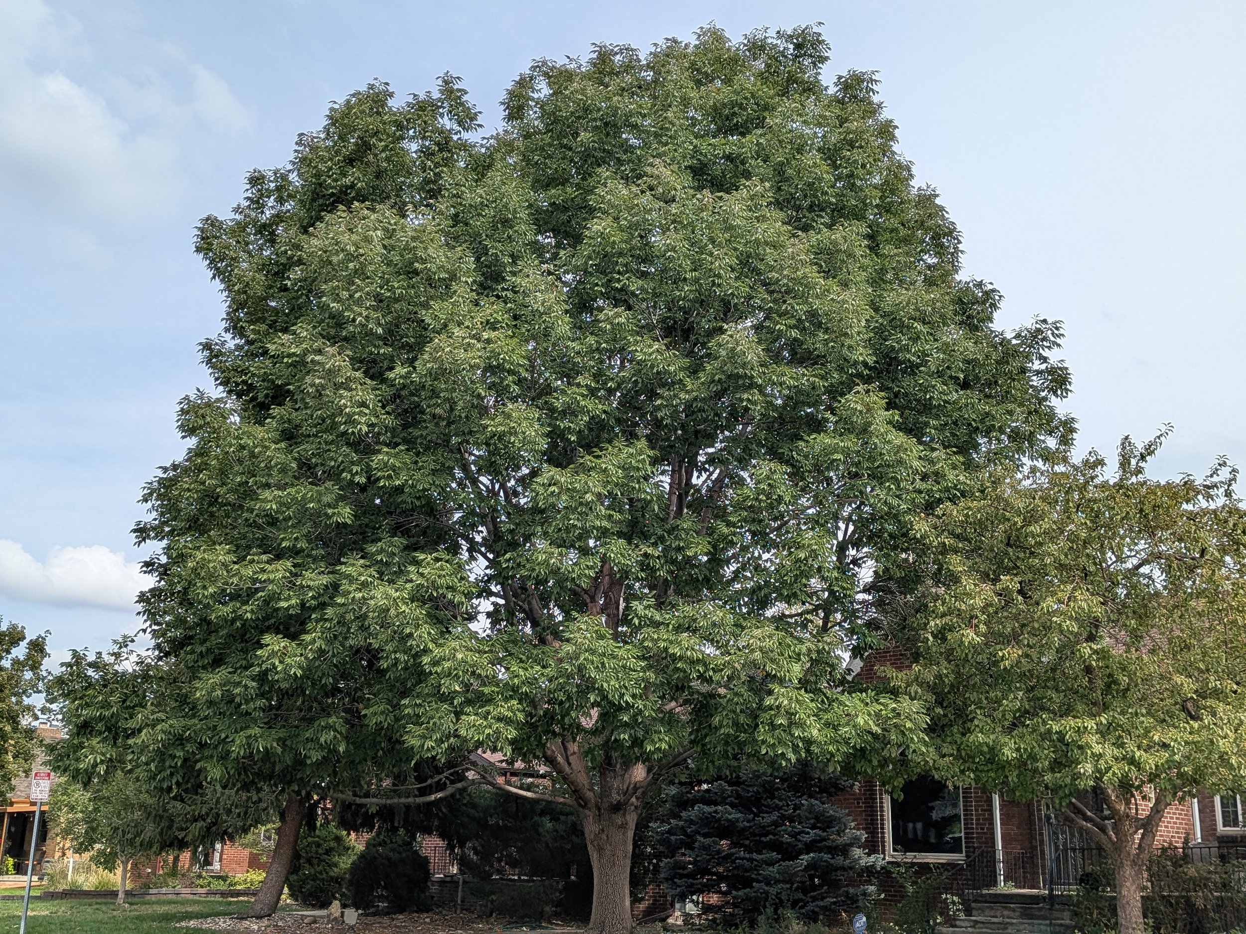 Purple Autumn Ash, 6mo after pruning