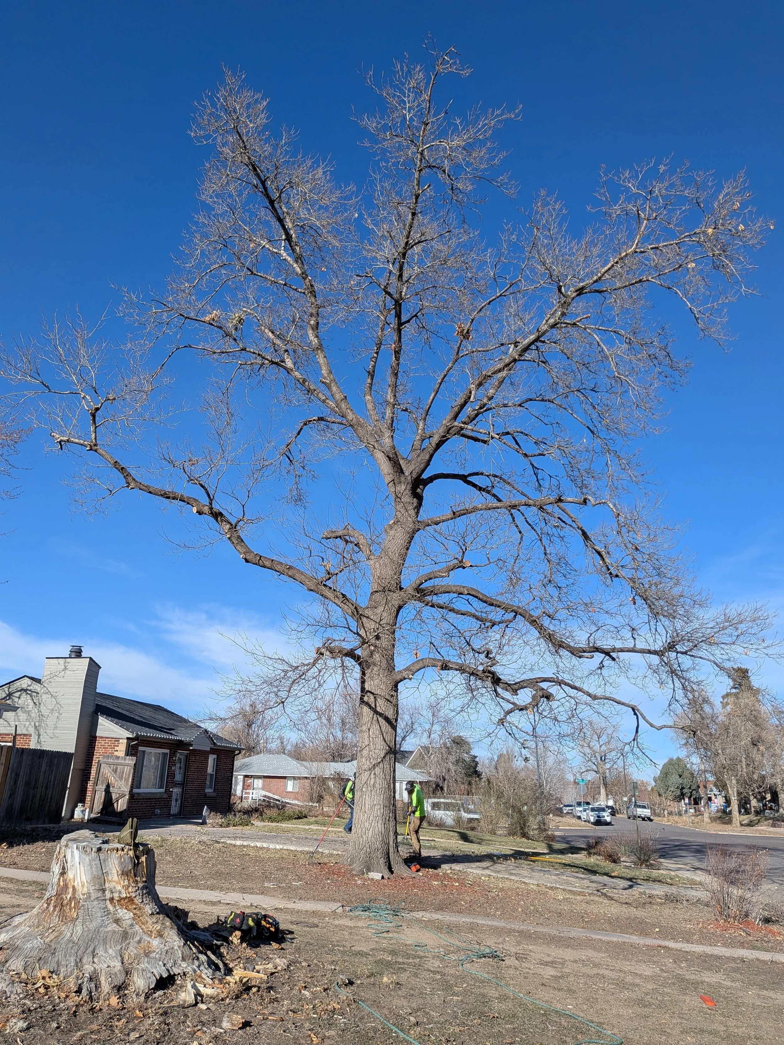Cold season Oak prune