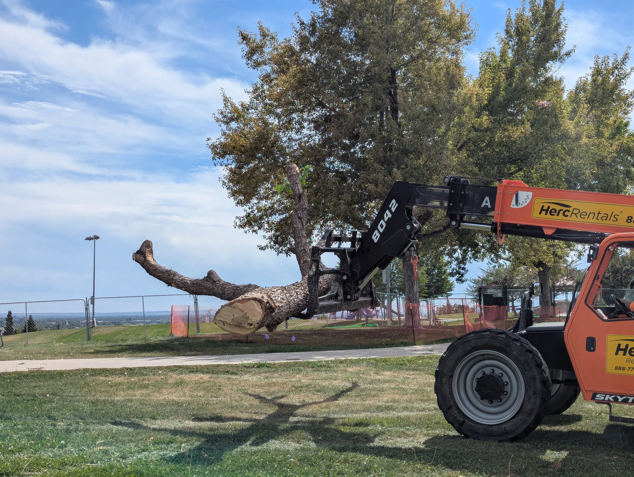 Ash tree removal at Ruby Hill, reclaimed for a bench at the Denver Museum of Nature and Science