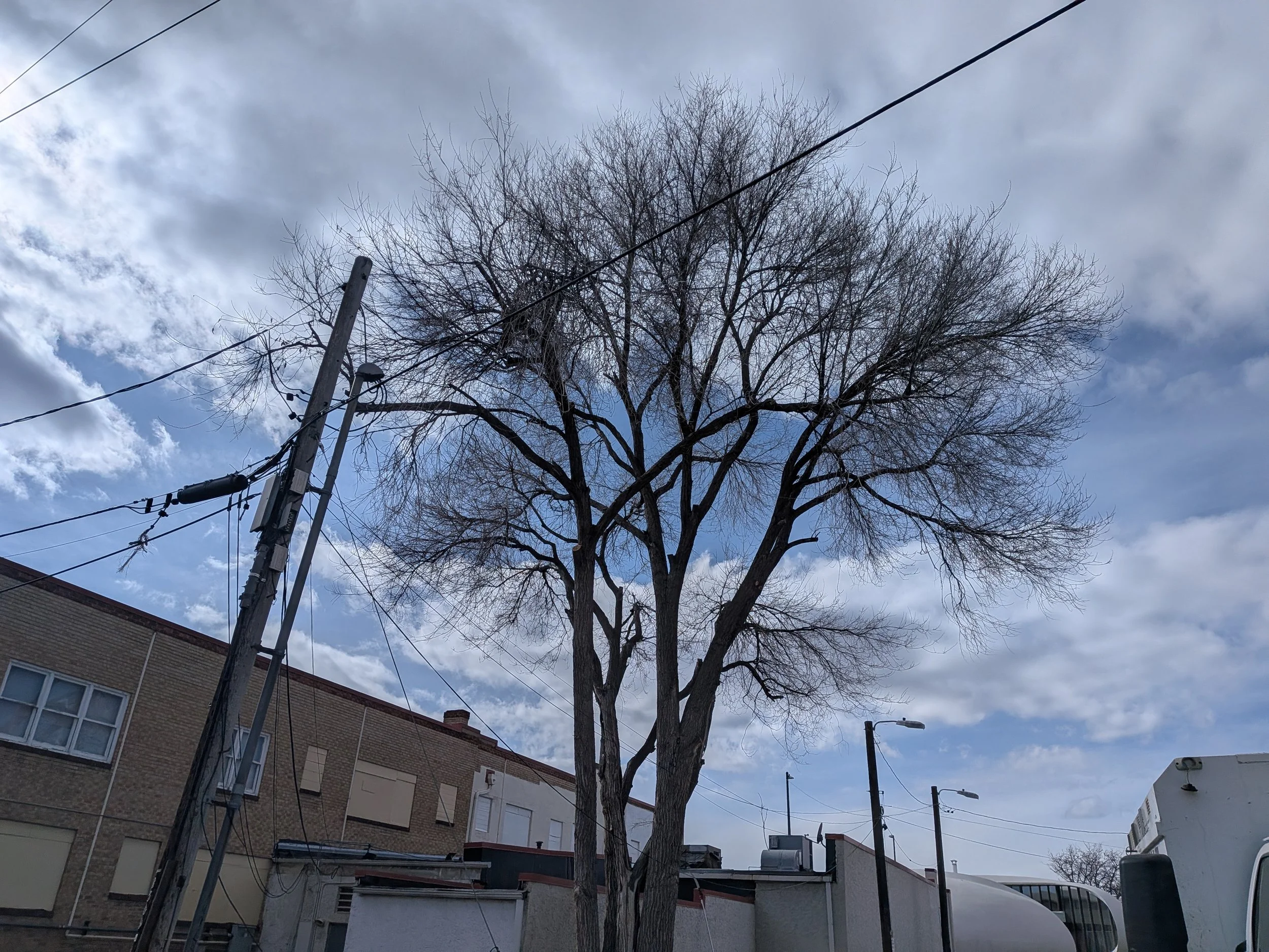 Siberian Elm prune between the Army Surplus and Rico's Pizzeria