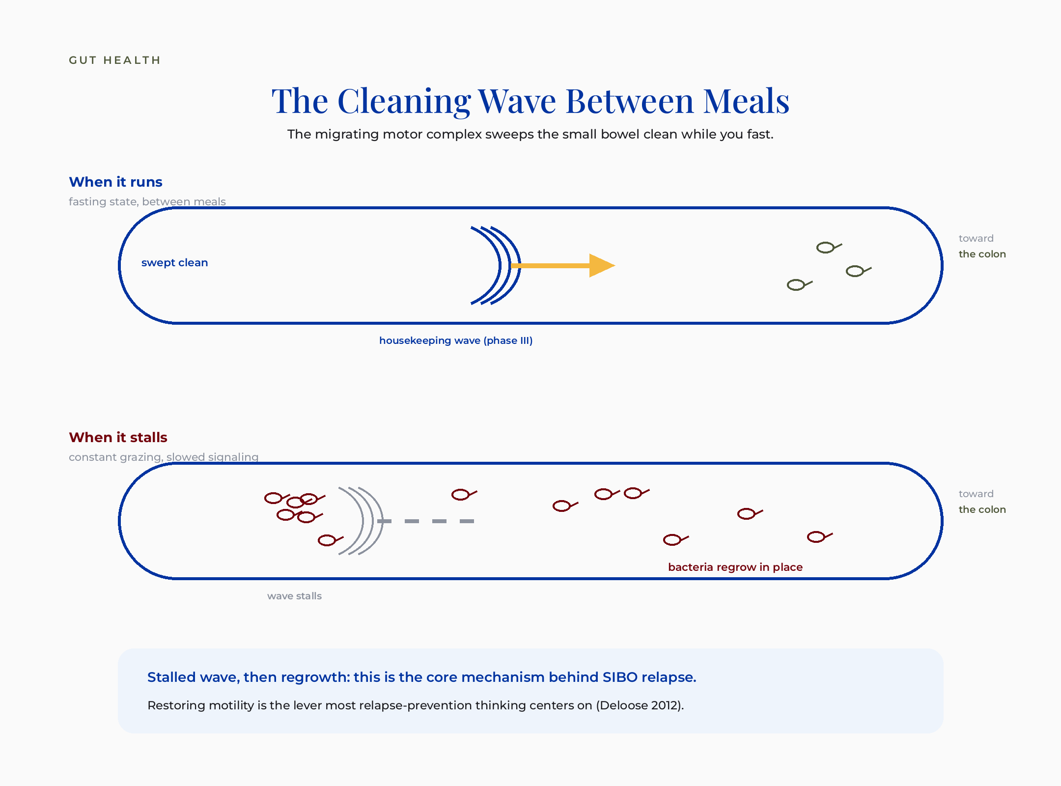 The migrating motor complex: between meals a housekeeping wave sweeps the small bowel clean, and when it stalls bacteria regrow in place, the core mechanism behind SIBO relapse