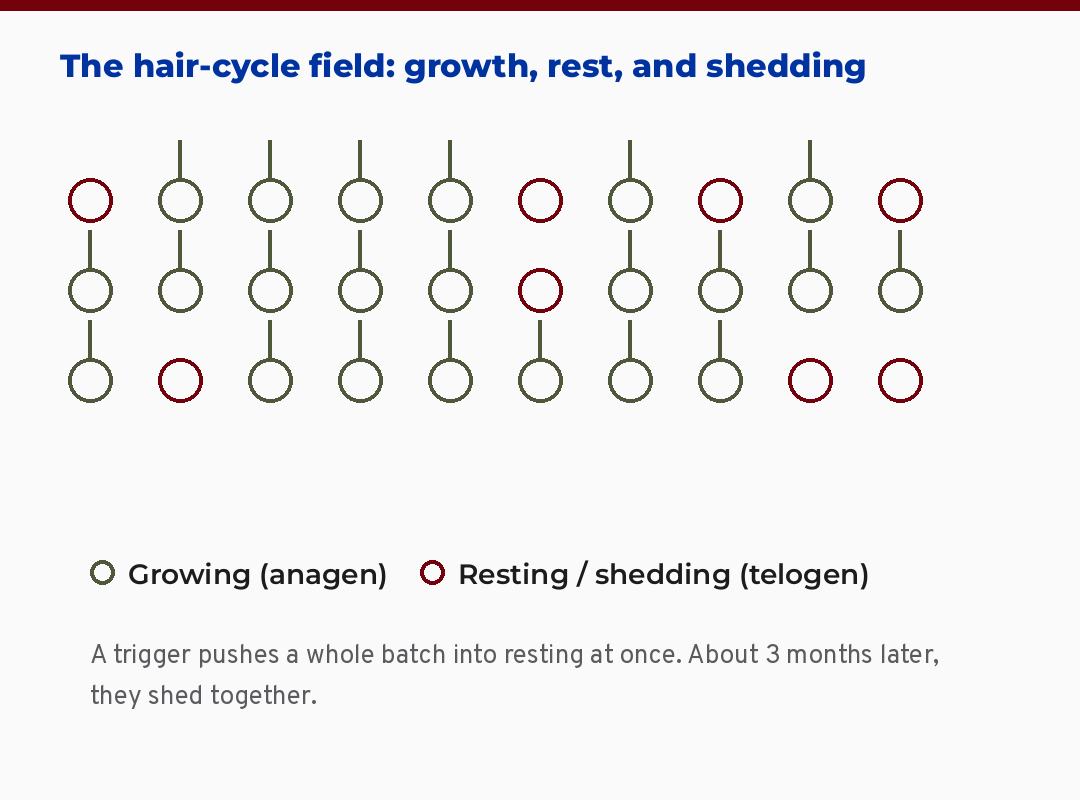 Diagram of the hair-cycle field showing most follicles growing while some rest and shed together