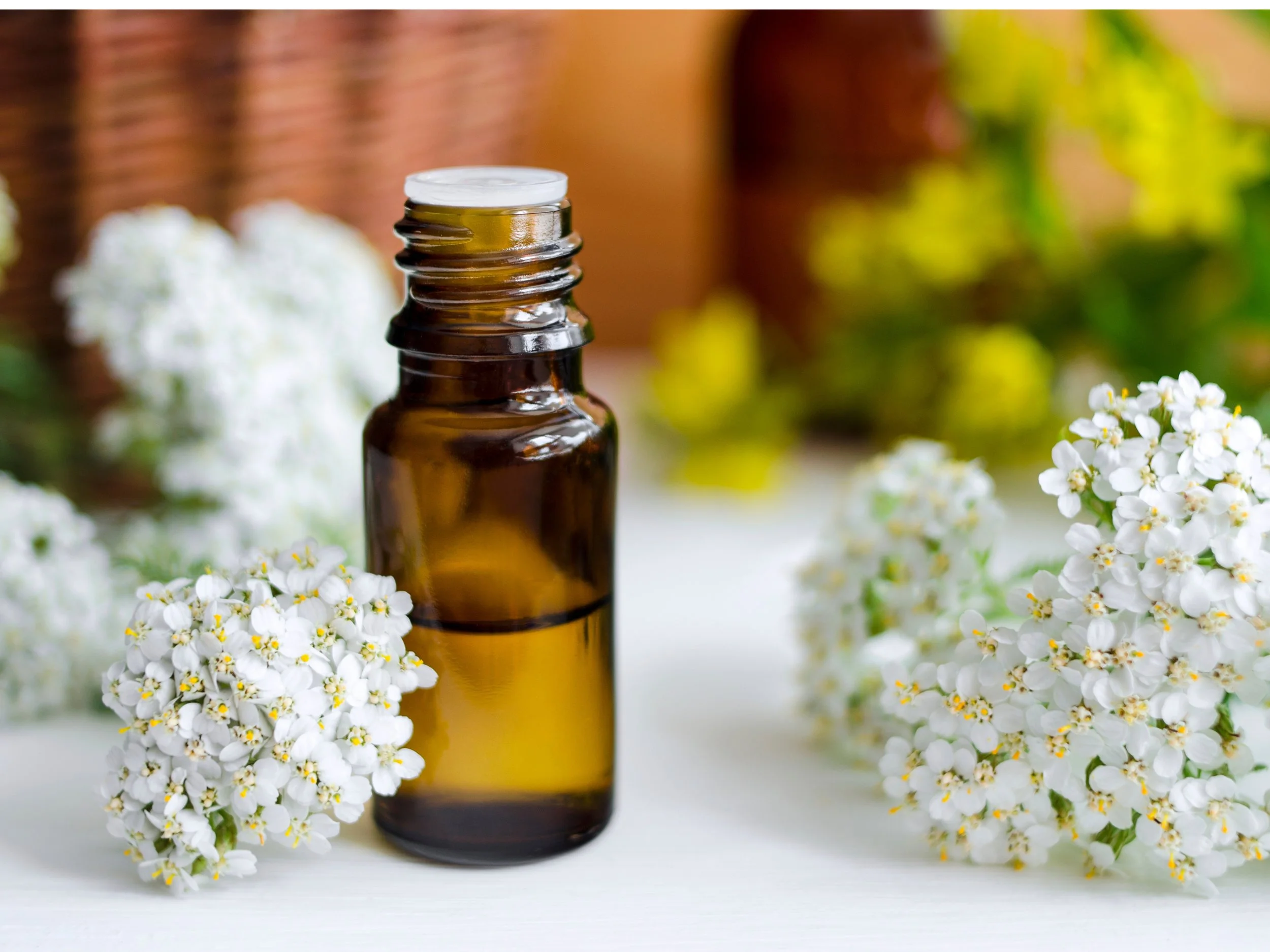 Yarrow Essential Oil vs Yarrow Flower Essence: Clear Differences, Real Uses, And Buyer Guidance [Blue Yarrow]