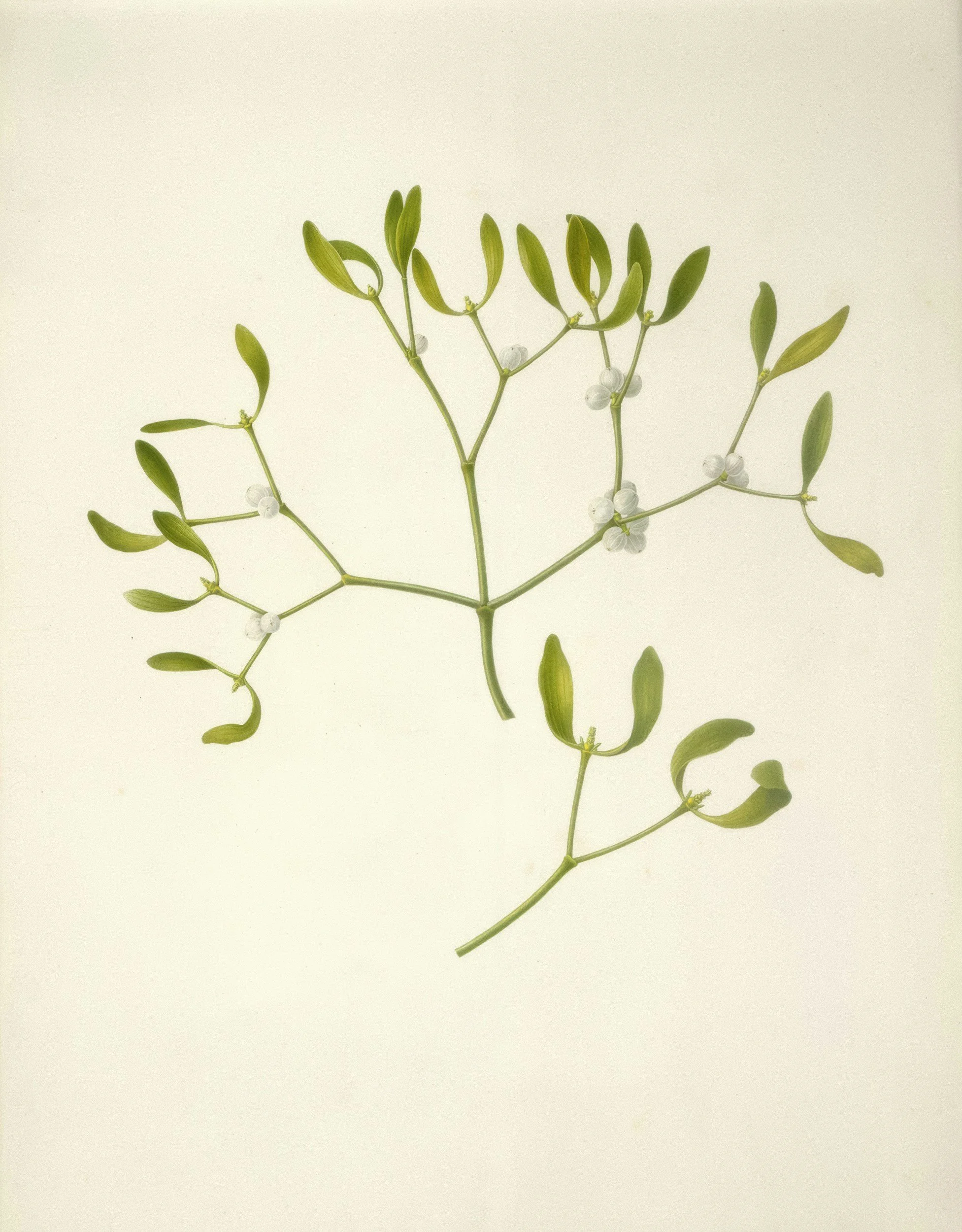 mistletoe alternative therapy for cancer treatment