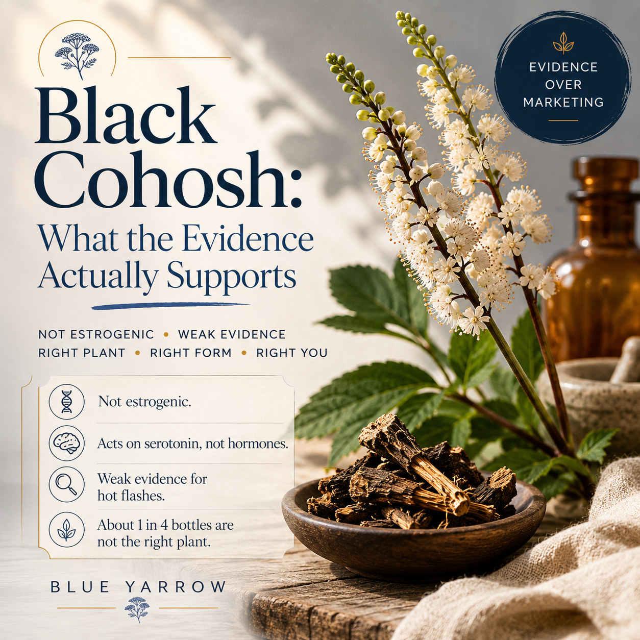 Black Cohosh: What the Evidence Actually Supports