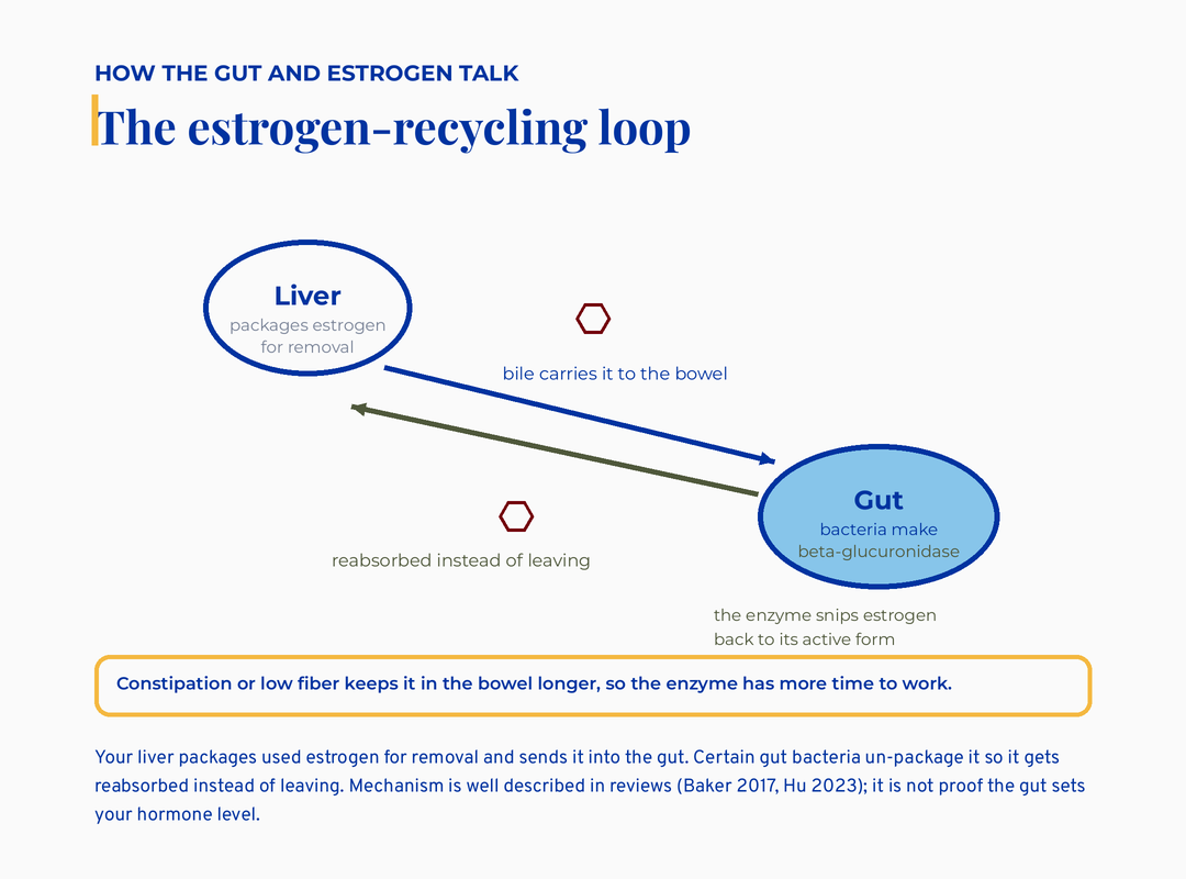 The estrogen-recycling loop: the liver packages estrogen into bile to the gut, where bacterial beta-glucuronidase reactivates it so it is reabsorbed instead of leaving
