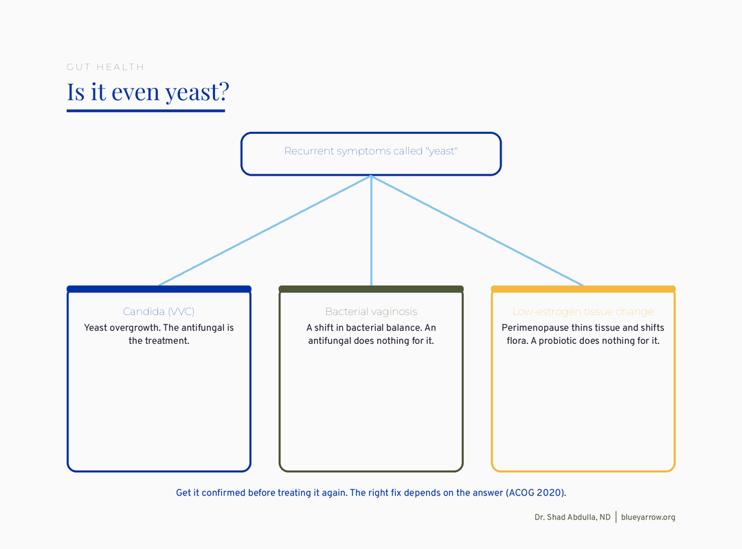 Three-branch differential for recurrent yeast symptoms: candida, bacterial vaginosis, or low-estrogen change.