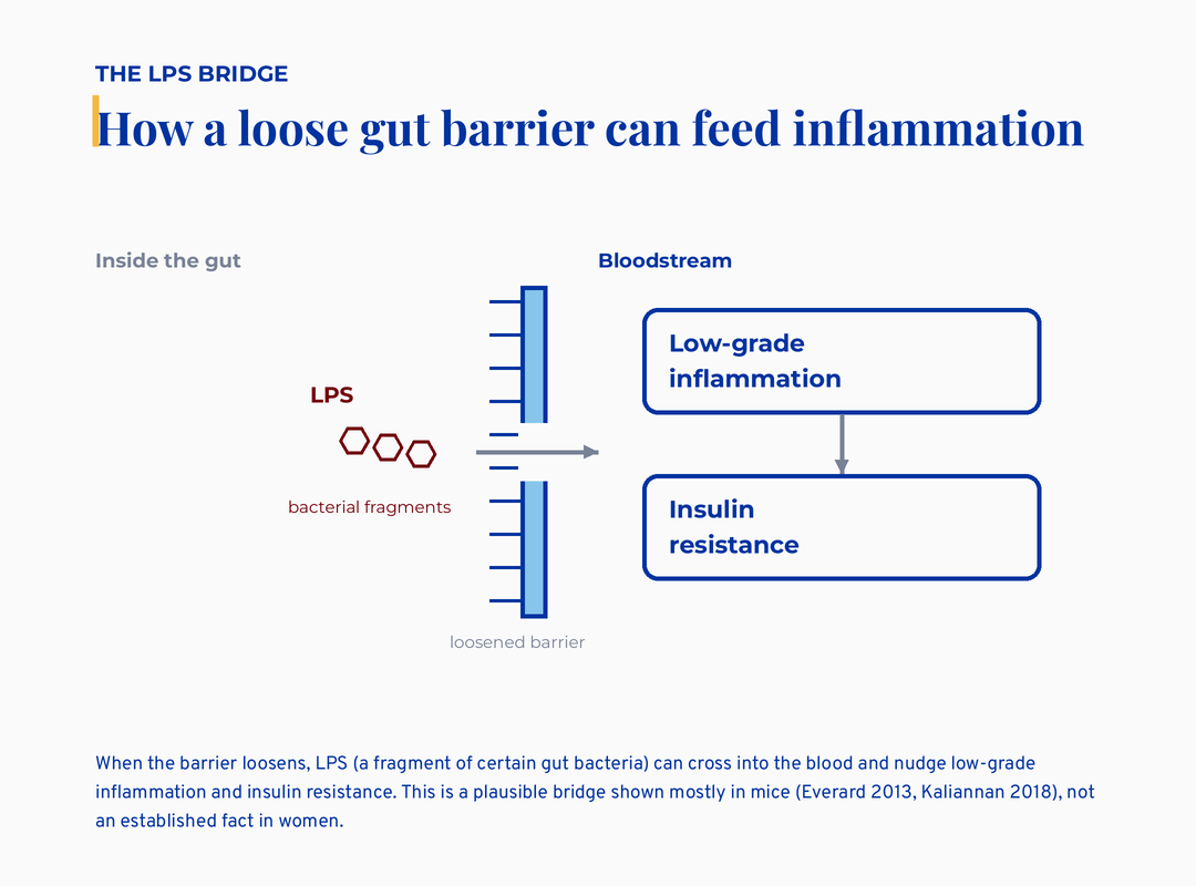 The LPS bridge: when the gut barrier loosens, LPS bacterial fragments cross into the bloodstream and nudge low-grade inflammation and insulin resistance, shown mostly in mice