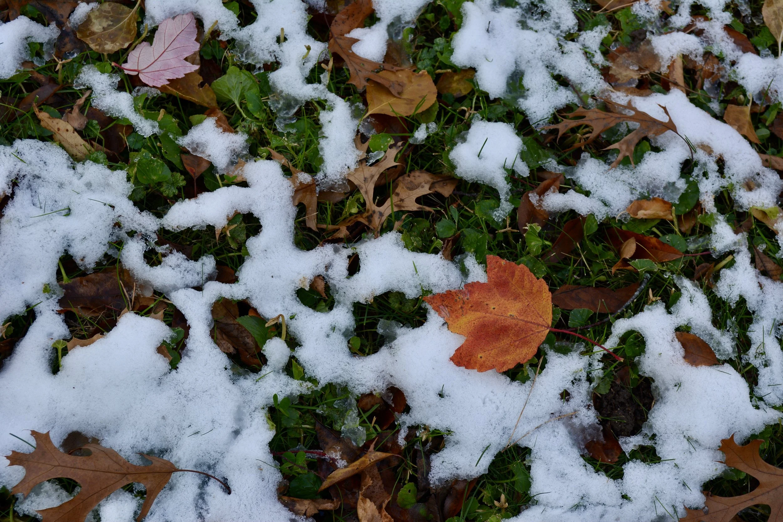 Snow and fallen autumn leaves on grass.