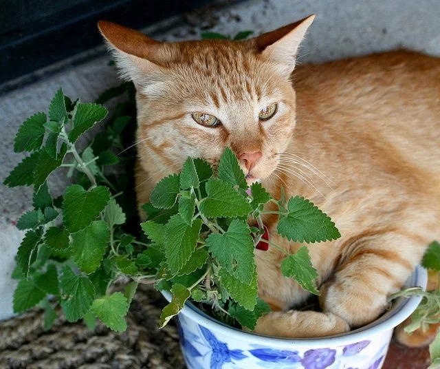 Why Cats Go Wild for Catnip