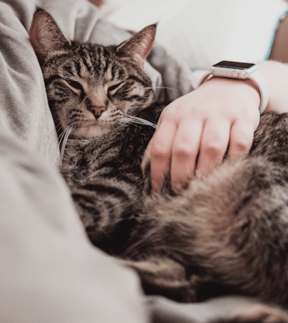 How to Stop Your Cat from Waking You Up at Night