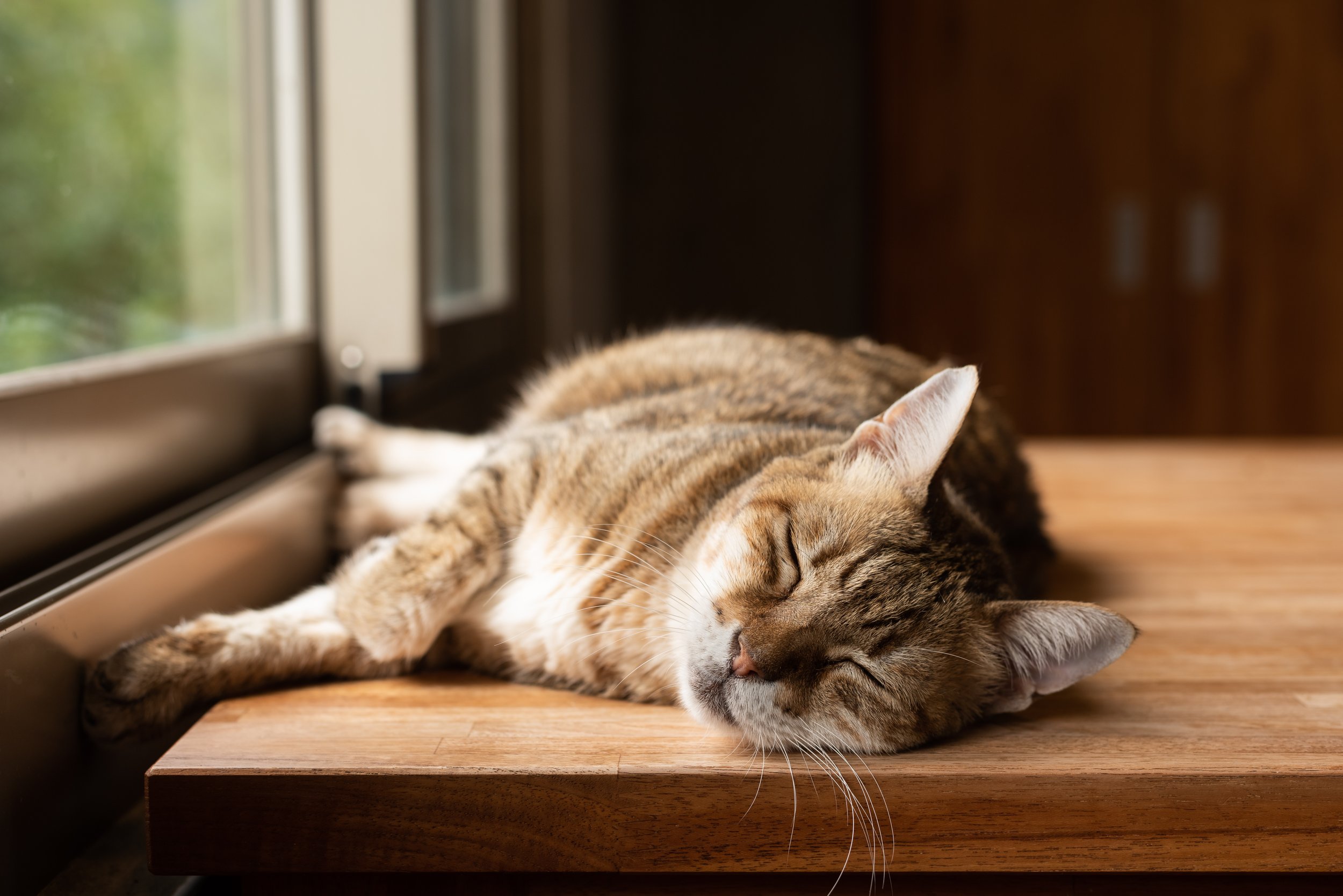How to Keep Cats from Overheating During a Heatwave