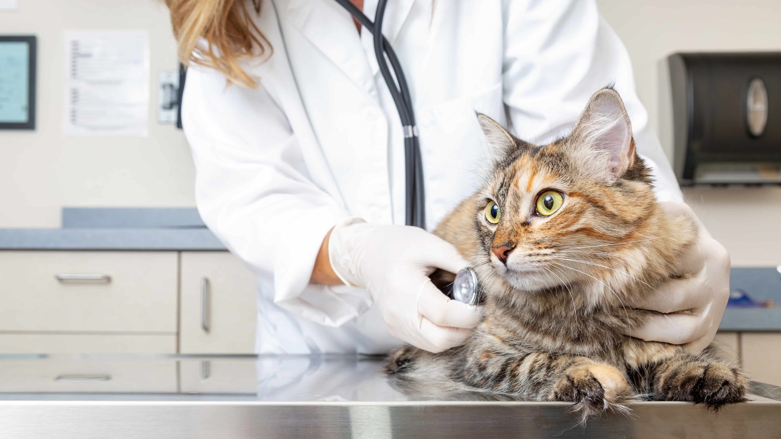 Why a Cat-Only Vet Clinic Is the Purr-fect Choice for Your Feline Friend