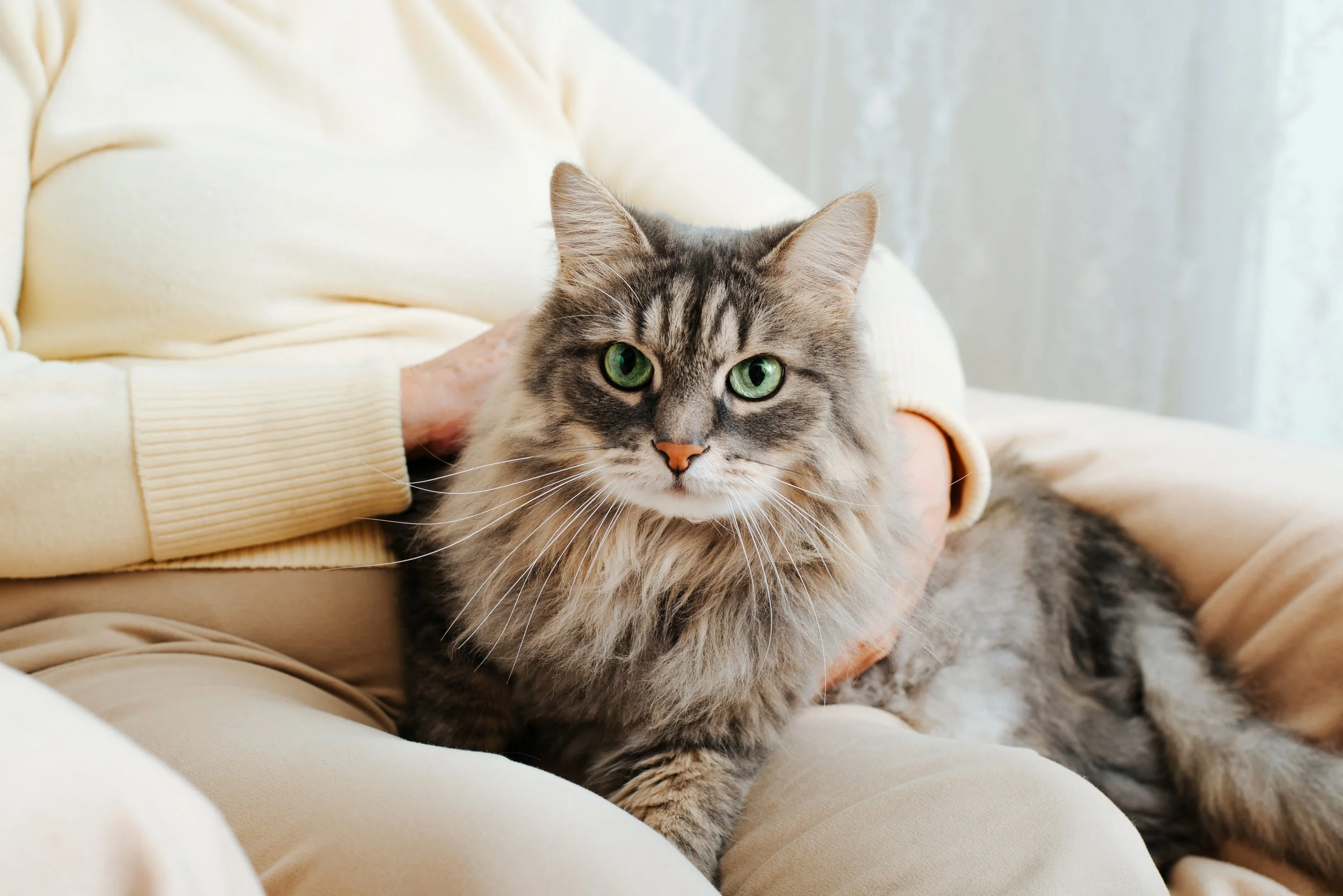 Senior Cat Wellness Exams: Why They’re Essential for Your Feline Friend