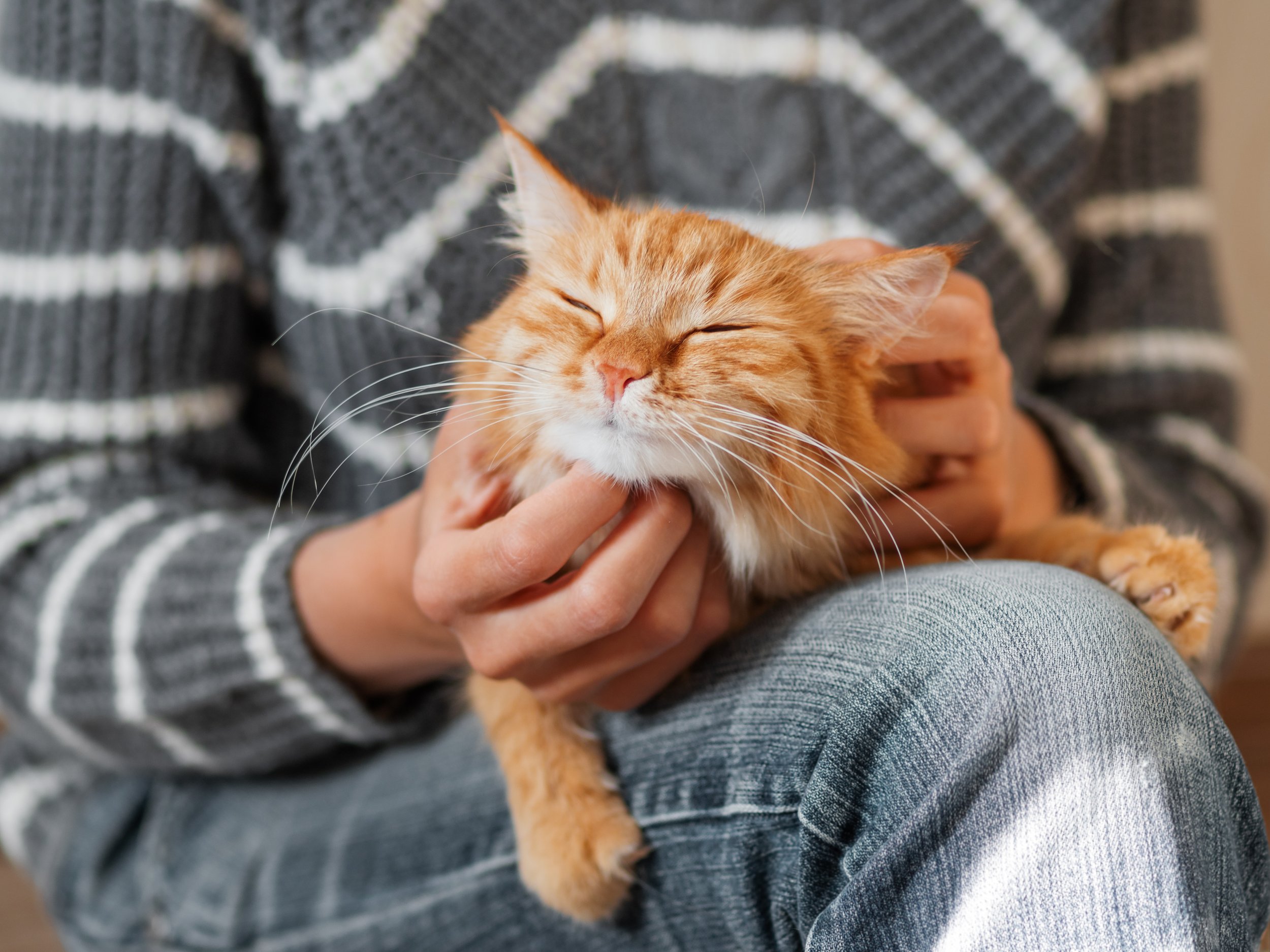 How to Build Trust with Cats: A Guide from the Cat Clinic at Cherry Hill