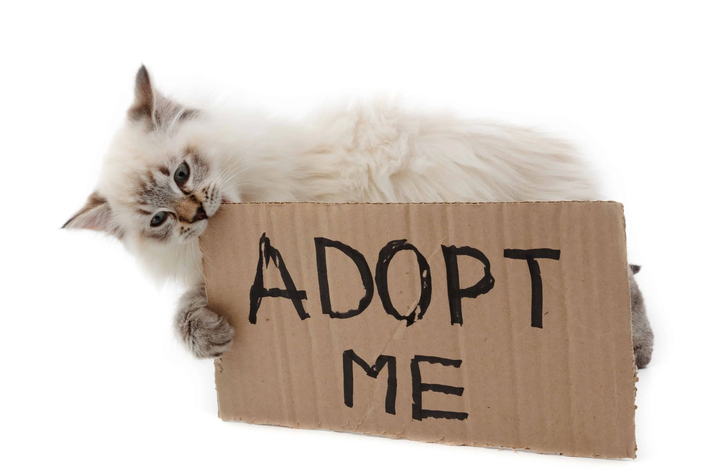 Benefits of Cat Adoption: Why Bringing Home a Rescue Cat Is So Rewarding
