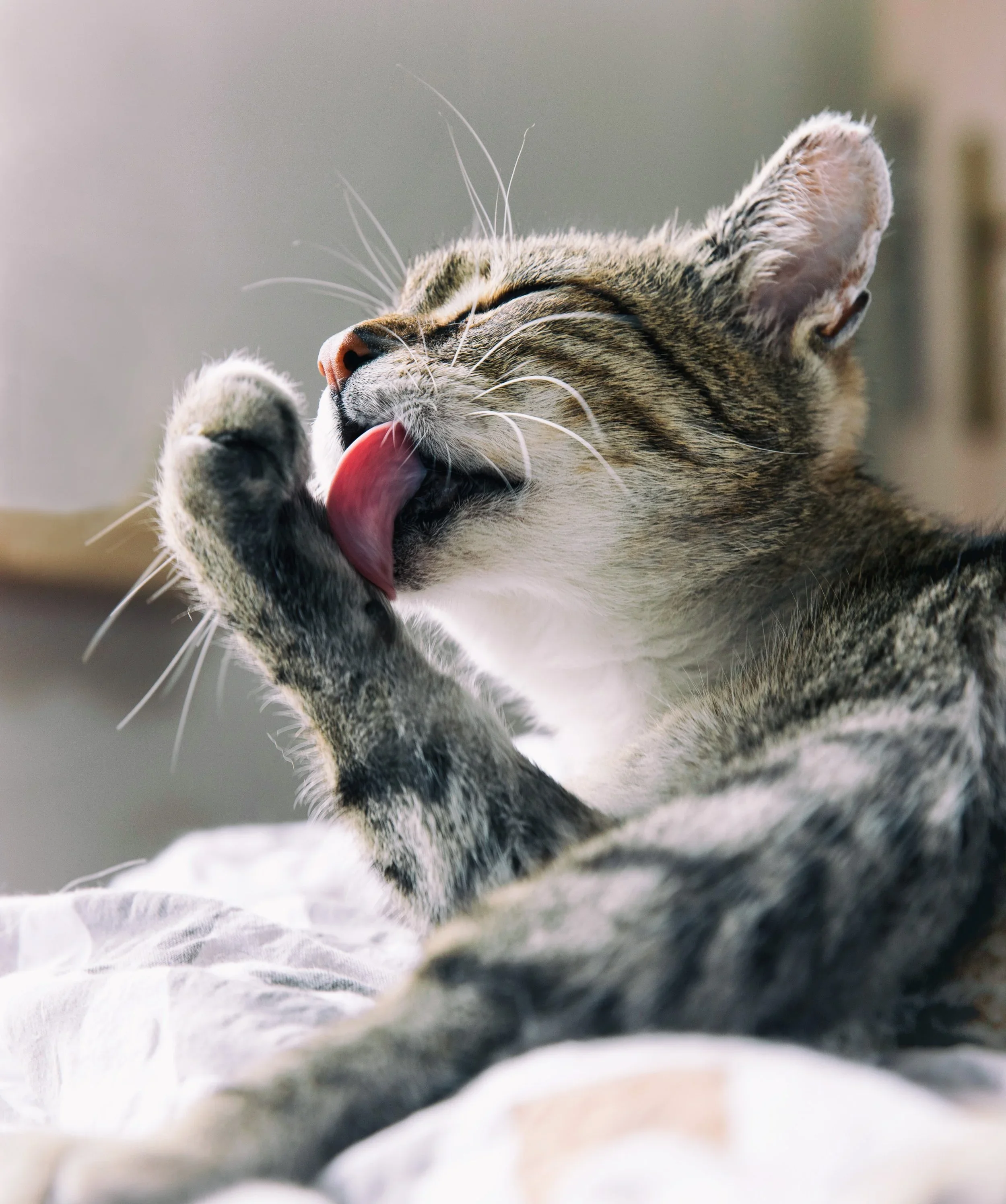 Why Your Cat Is Excessively Licking: Causes, Concerns, and When to Act