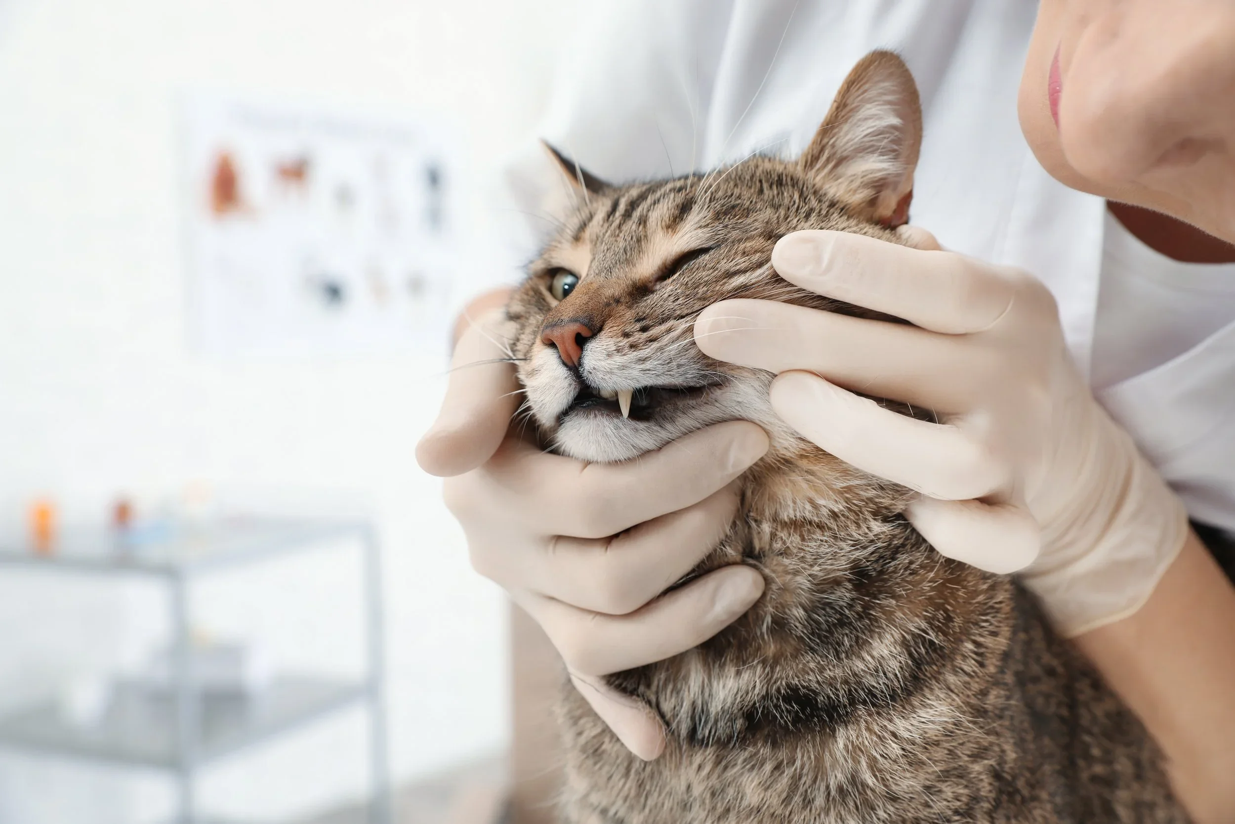 Cat Dental Health Tips: Protecting Your Cat’s Smile and Overall Health