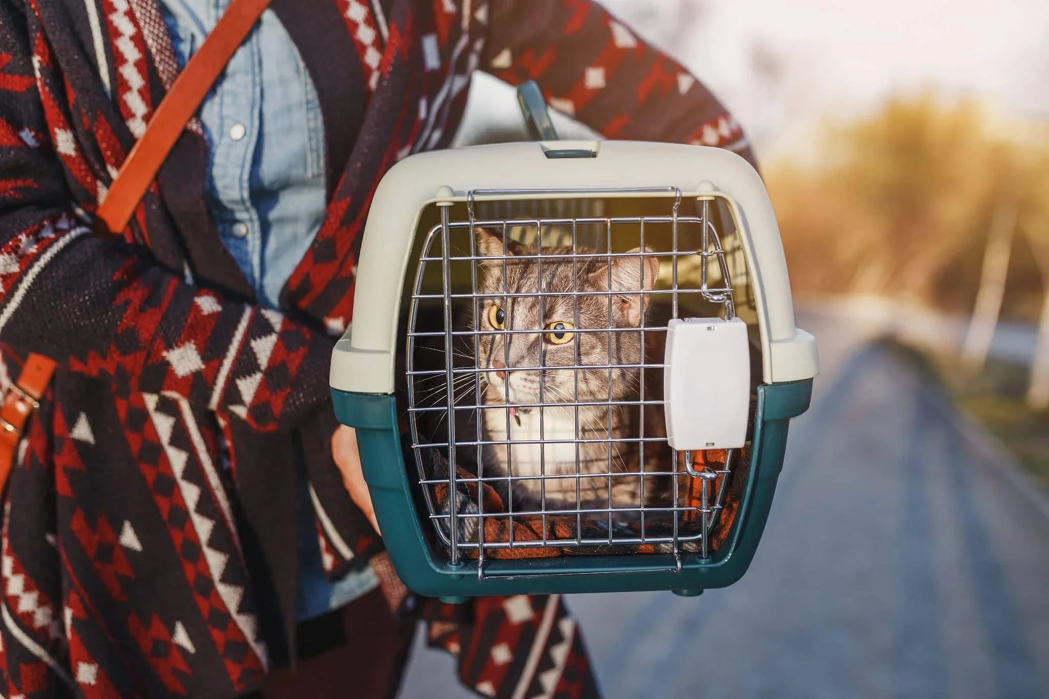 Tips for Traveling With Cats: How to Make the Journey Comfortable and Safe