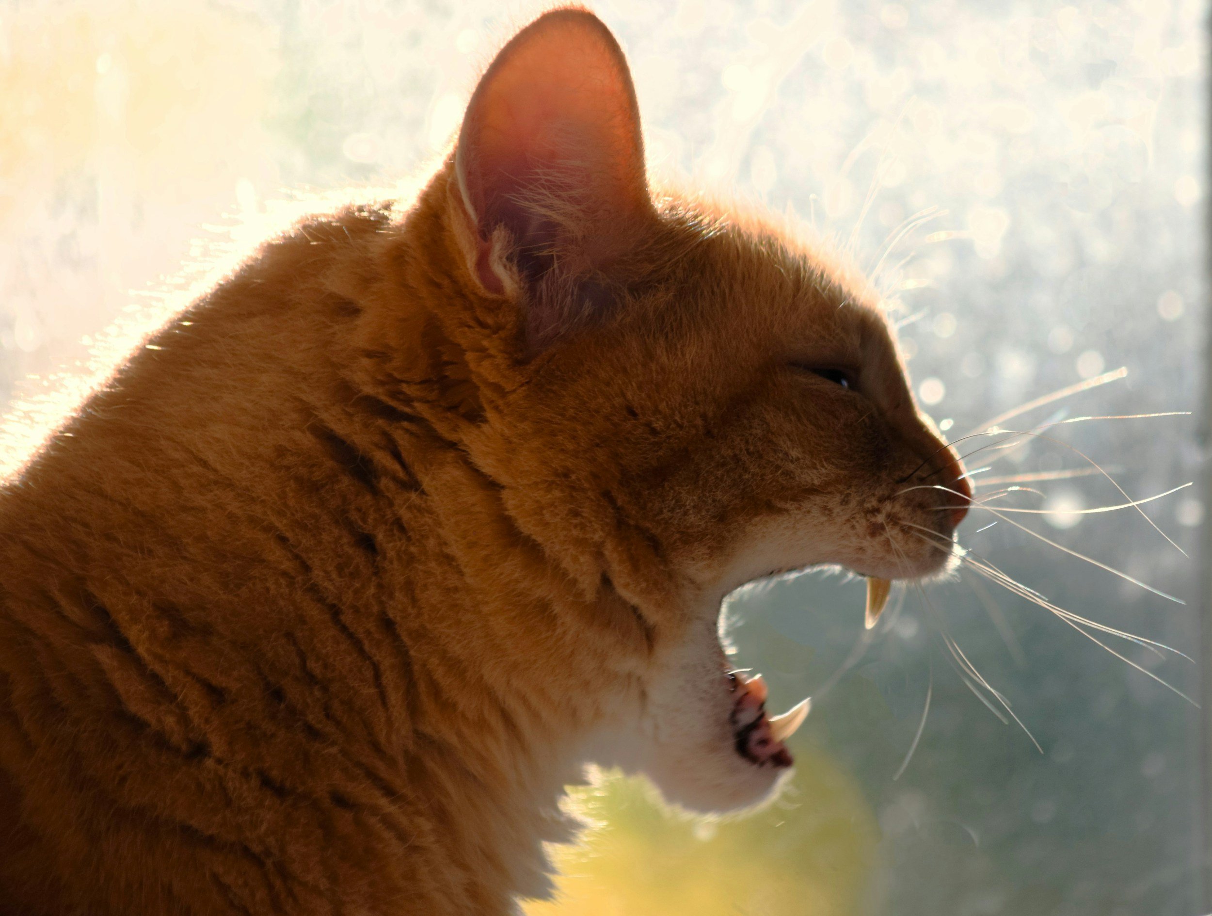 Why Is My Cat Drooling? | The Cat Clinic at Cherry Hill Answers