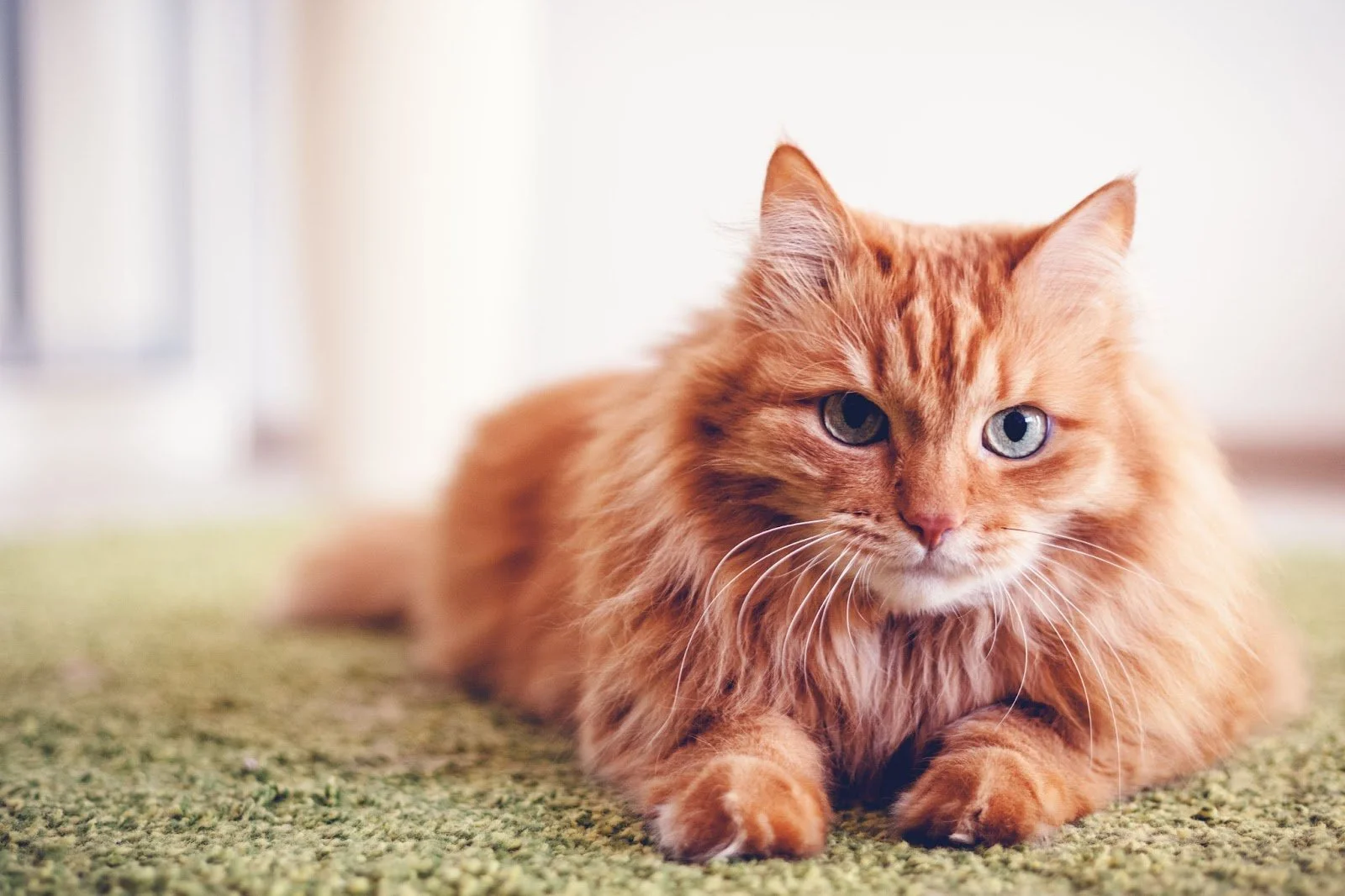 The Best Cherry Hill Cat Vet | Cat Clinic at Cherry Hill