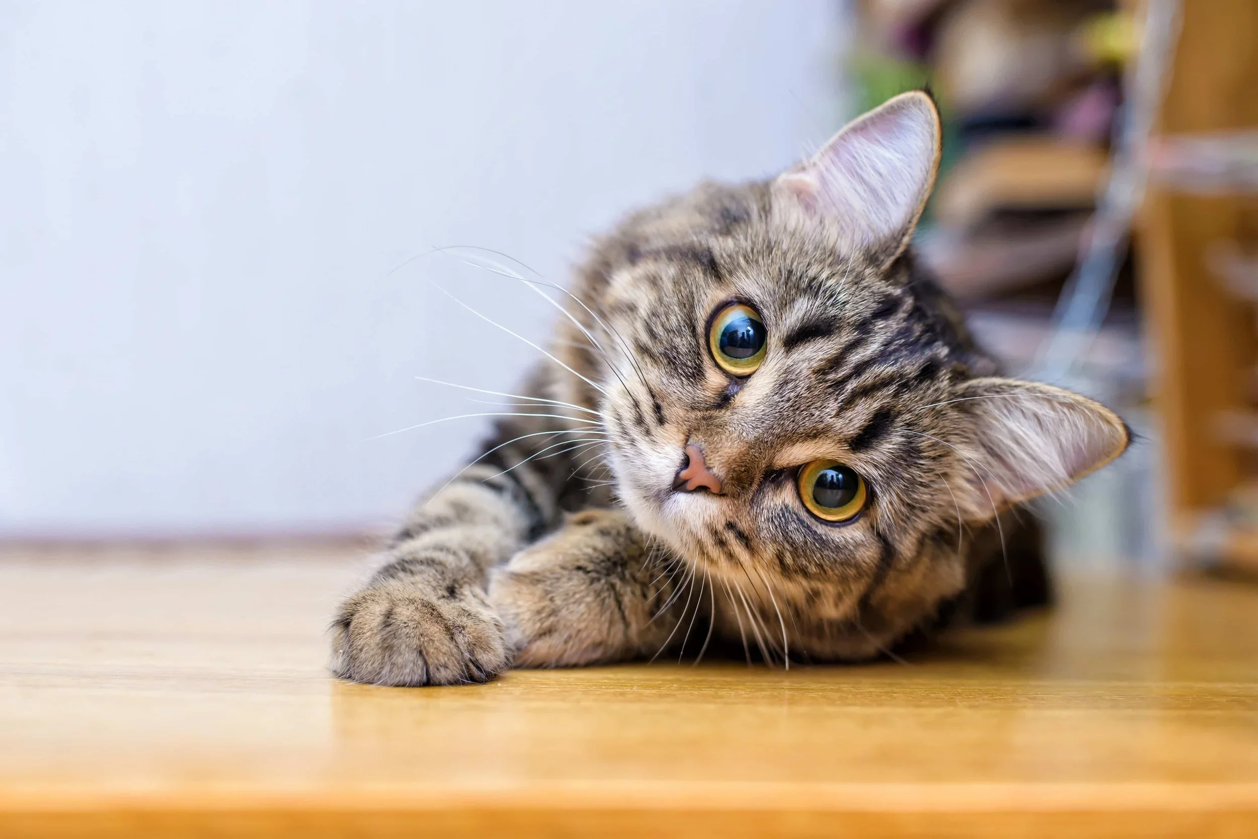 Tips on How to Give a Cat Medication